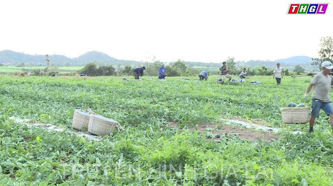 Vụ dưa hấu đắng ở Krông Pa