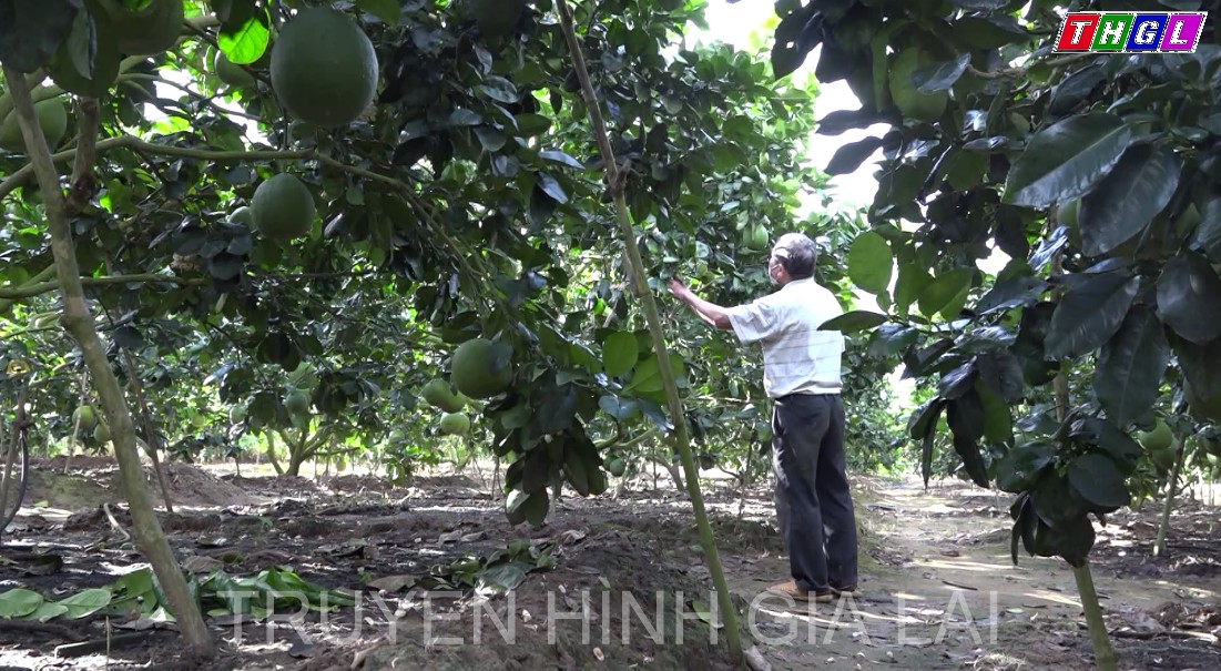 Cựu Chiến binh Nguyễn Tấn Cuộc – Làm giàu từ bưởi da xanh