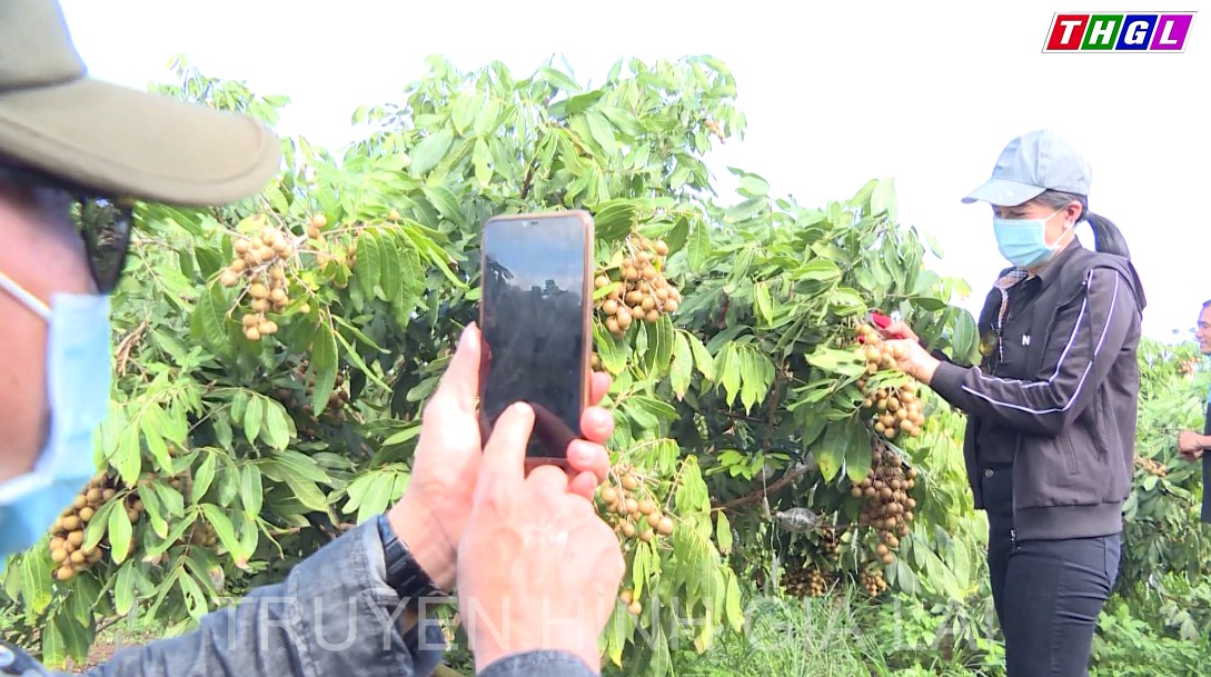 Năm 2022, Gia Lai từng bước hình thành mô hình du lịch nông nghiệp tại các địa phương có điều kiện để phát triển