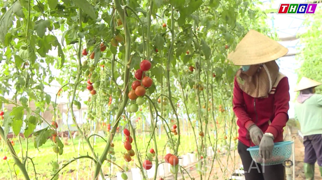 Gia Lai phấn đấu có thêm khoảng 50 HTX nông nghiệp sở hữu sản phẩm OCOP