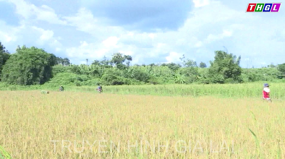 Ia Boòng – Chuyện vui mùa xuân mới