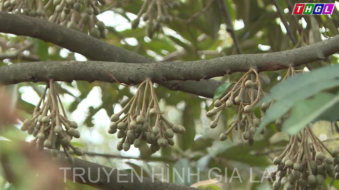 Huyện Chư Pưh khuyến khích người dân chuyển đổi cơ cấu cây trồng, vật nuôi