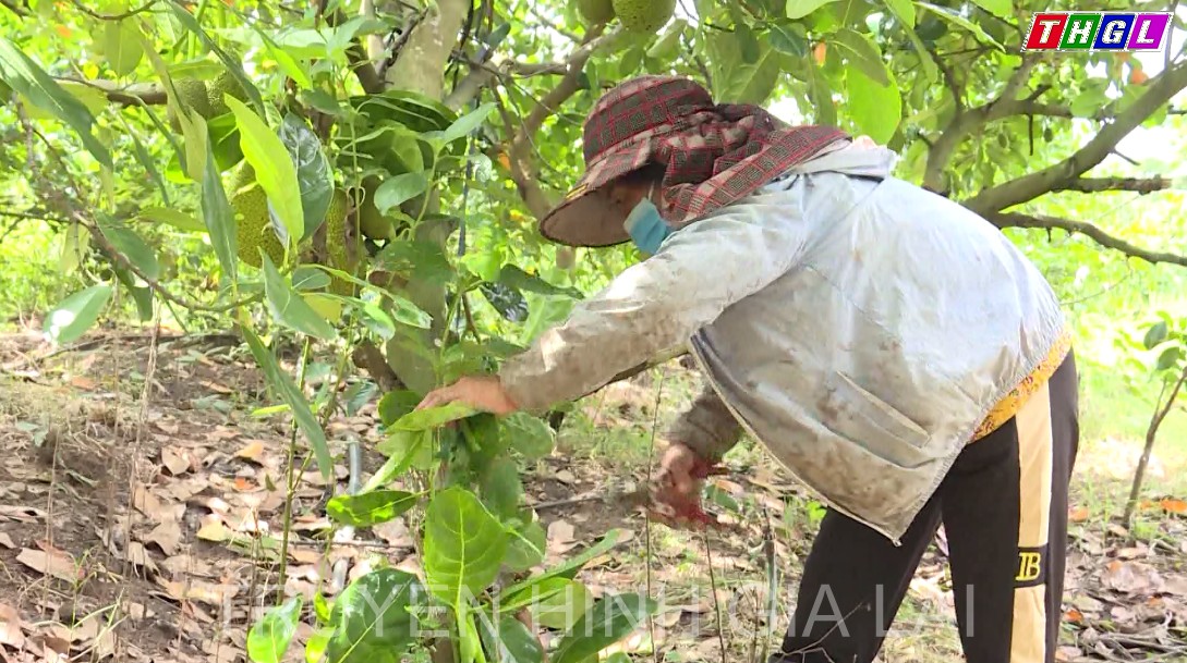 Huyện Chư Prông có khoảng 2.388 ha cây ăn quả các loại