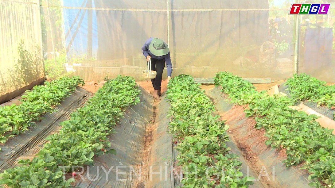 Mô hình trồng dâu tây công nghệ cao kết hợp tham quan trải nghiệm.