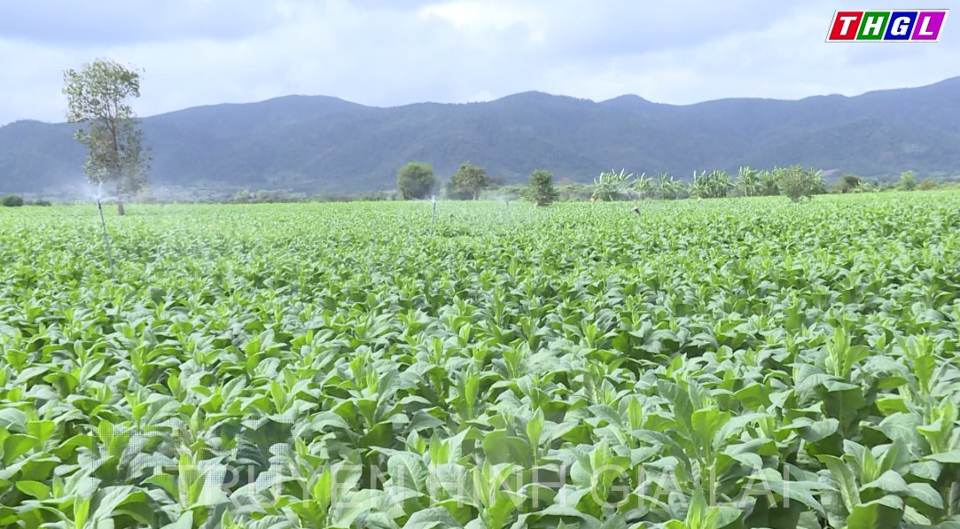 Phát triển mô hình trồng thuốc lá nâu trong vùng đồng bào dân tộc thiểu số