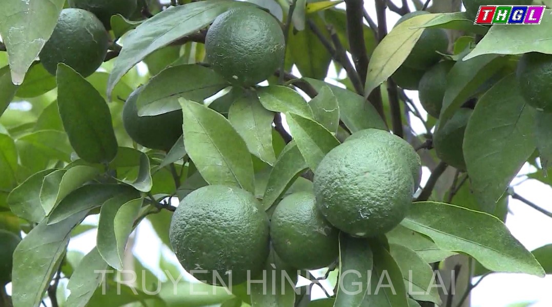 Sở Khoa học và Công nghệ Gia Lai tăng cường phối hợp xây dựng chỉ dẫn địa lý và truy xuất nguồn gốc cho các sản phẩm nông sản.