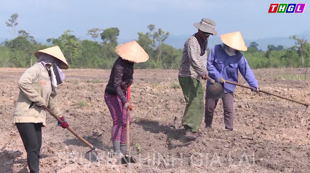 Gia Lai phấn đấu hoàn thành vượt mức kế hoạch vụ Đông Xuân 2021-2022