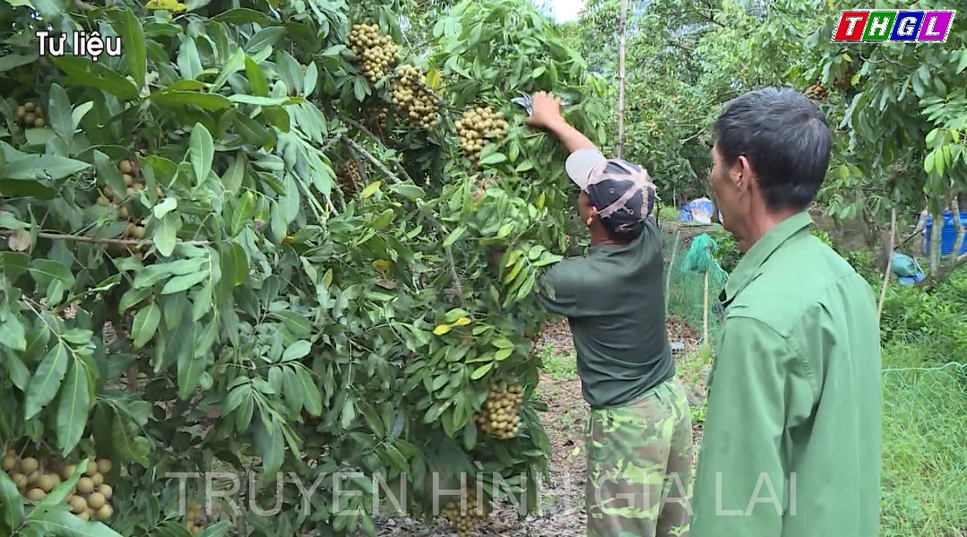 Huyện Đak Pơ phấn đấu thu nhập bình quân đầu người năm 2022 đạt trên 46 triệu đồng
