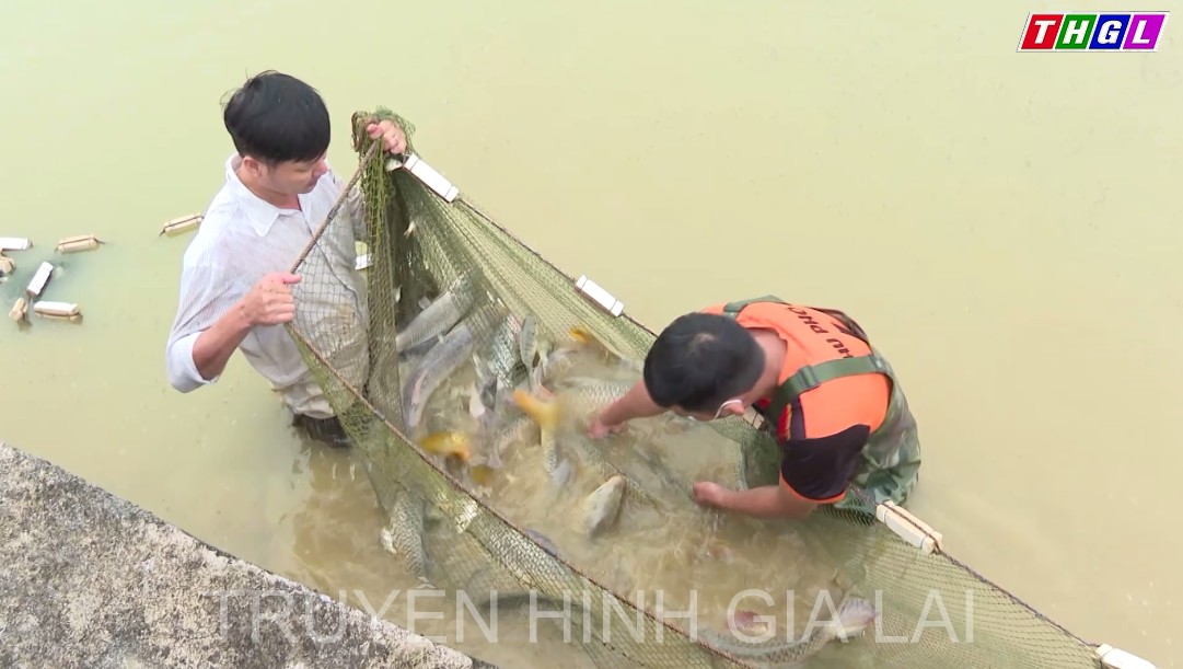 Quảng Trị chuẩn bị 3 triệu con cá giống các loại cho vụ nuôi năm 2022