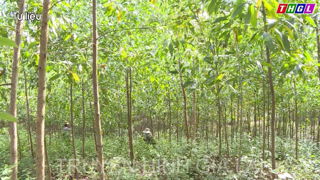 Năm 2022: Gia Lai phấn đấu trồng mới 8.000 ha rừng