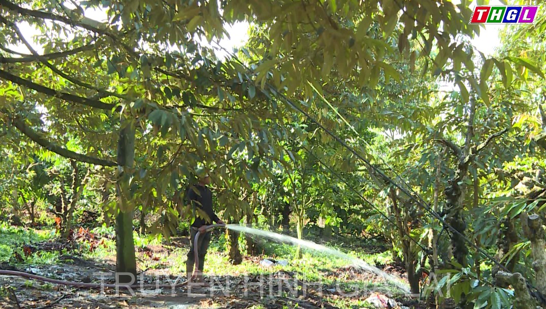 Chư Păh thành lập Tổ liên kết trồng và chăm sóc sầu riêng sạch