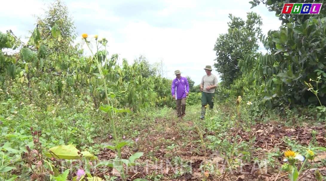 Tư vấn trực tiếp giải pháp quản lý dịch hại trên cây cà phê
