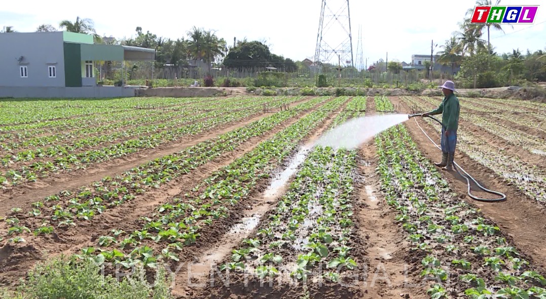 An Khê hướng đến phát triển chuỗi sản xuất nông nghiệp bền vững.