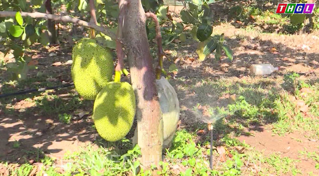 Phấn đấu đến năm 2025, hơn 30% diện tích cây trồng chủ lực trên địa bàn huyện Chư Prông có cam kết hoặc ký kết hợp đồng tiêu thụ sản phẩm