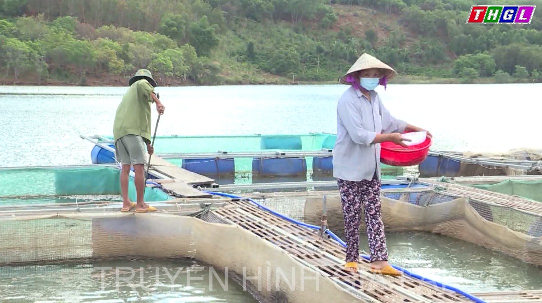 Phú Thiện phấn đấu đến năm 2025 tổng giá trị sản xuất ngành nông – lâm – thủy sản đạt trên 1.800 tỷ đồng