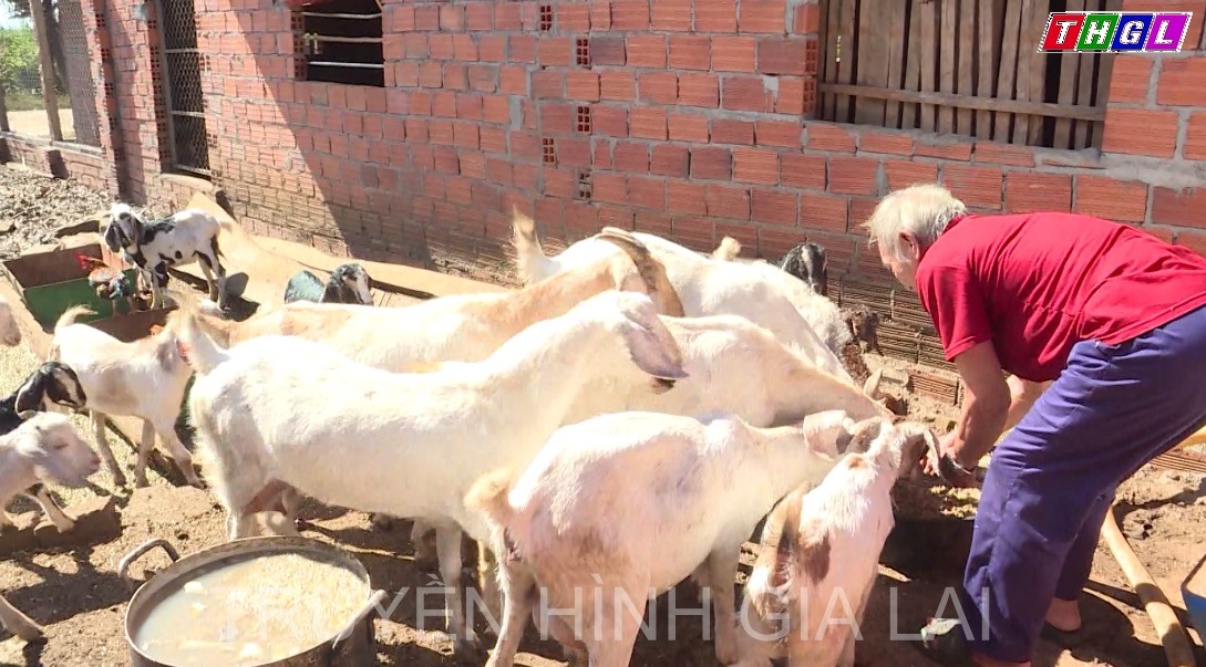 Phát triển chăn nuôi trong vùng đồng bào DTTS