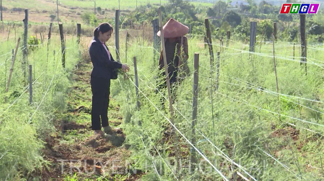 Chủ động chuyển đổi cây trồng trên đất lúa thường xuyên bị hạn
