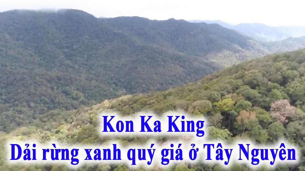 Kon Ka King – Dải rừng xanh quý giá ở Tây Nguyên