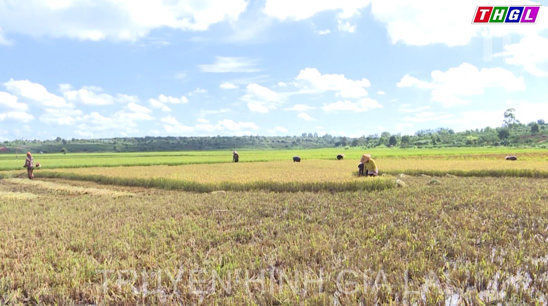 Nông dân Đak Đoa thu hoạch sớm vụ lúa Đông Xuân