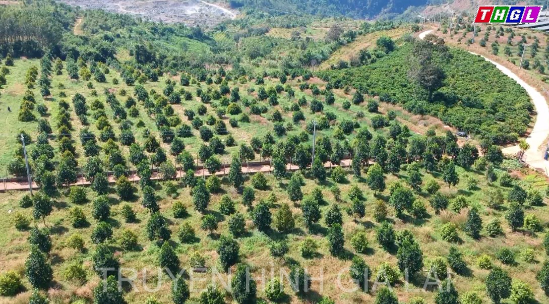 Phát triển nông nghiệp gắn với du lịch trải nghiệm