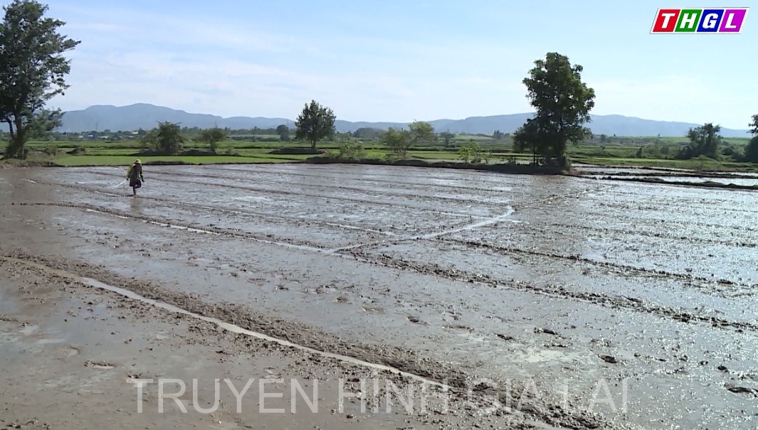 Gia Lai đã gieo trồng được 74.246 ha cây trồng vụ Đông Xuân 2021-2022