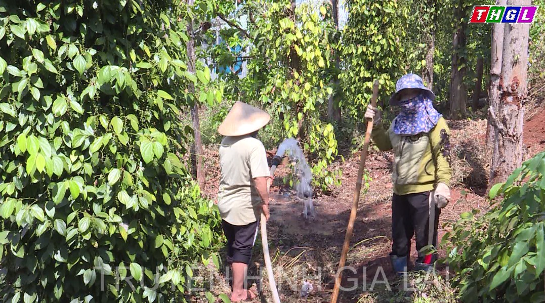 Chủ động nước tưới cho cây trồng ngay từ đầu mùa khô