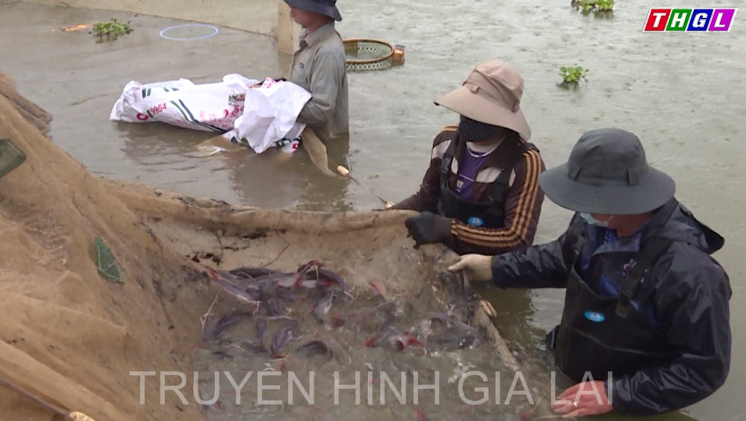 Huyện Chư Prông khuyến khích nuôi cá lồng bè để khai thác nguồn lợi từ mặt nước tự nhiên