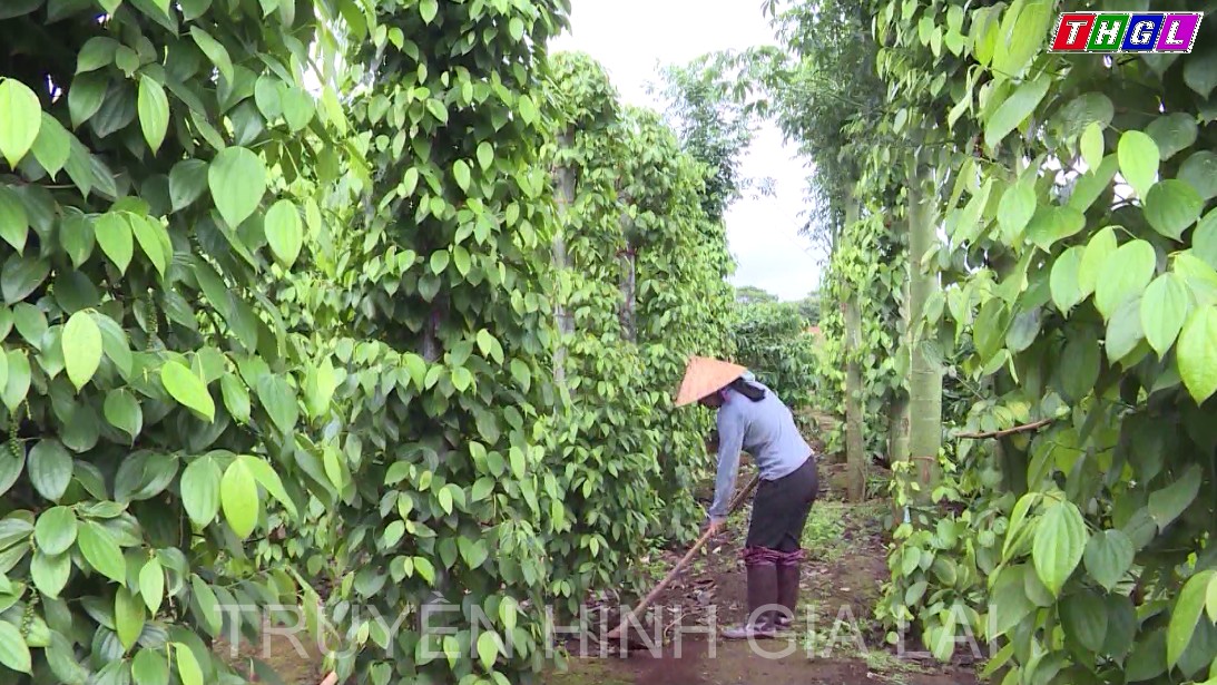 Mở rộng liên kết sản xuất giữa doanh nghiệp và hợp tác xã