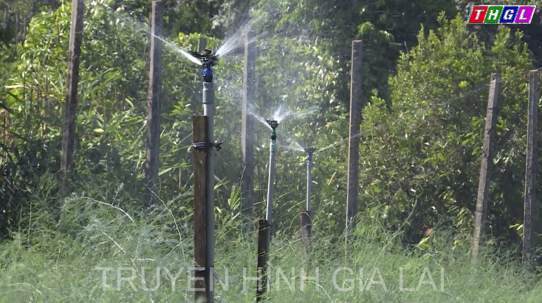 Năm 2022, huyện Chư Prông dự kiến sẽ nâng diện tích cây rau màu ứng dụng công nghệ tưới tiên tiến, tiết kiệm nước lên 120 ha