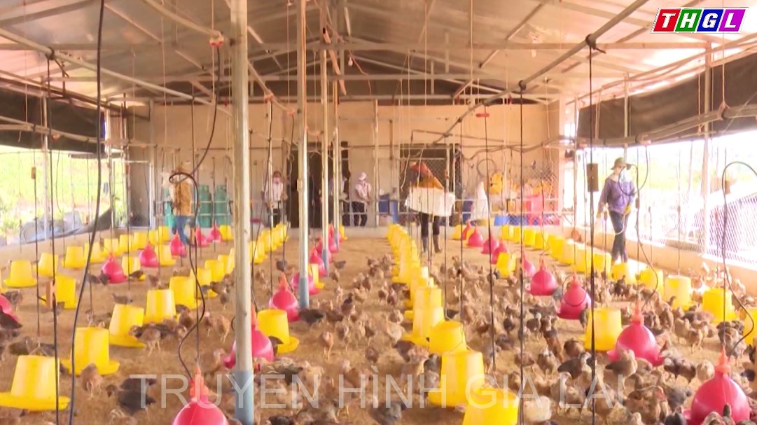 Gia Lai hiện có 170 dự án chăn nuôi đang được các nhà đầu tư quan tâm