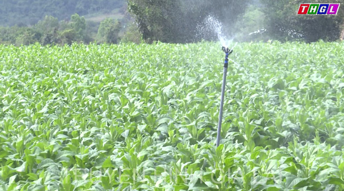 Krông Pa tiến tới xây dựng và đề xuất công nhận chỉ dẫn địa lý cho sản phẩm  “Thuốc lá Krông Pa-Gia Lai”