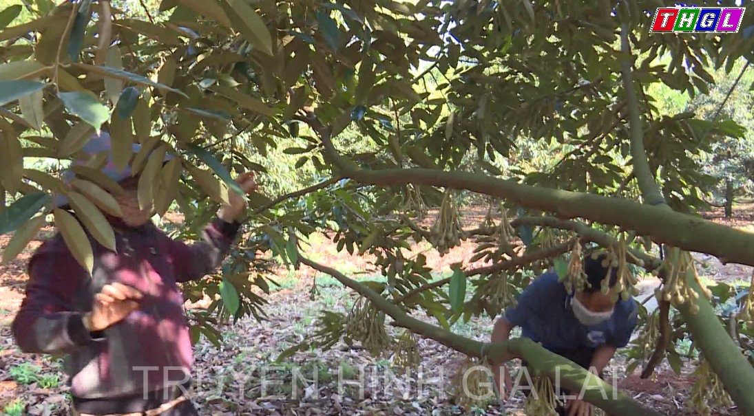 Gia đình ông Nguyễn Hữu Hòa làm giàu từ mô hình cây ăn trái