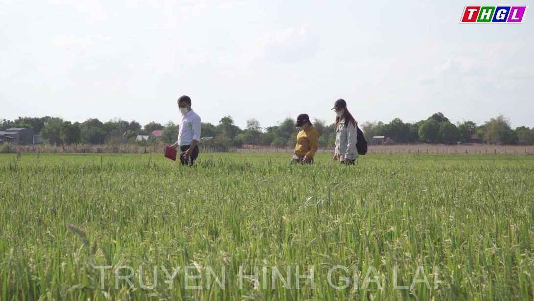 Sở Khoa học và Công nghệ Gia Lai chú trọng công tác xác lập quyền Sở hữu trí tuệ cho sản phẩm địa phương