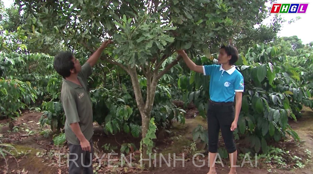 Huyện Chư Păh có 30 mô hình sản xuất mới