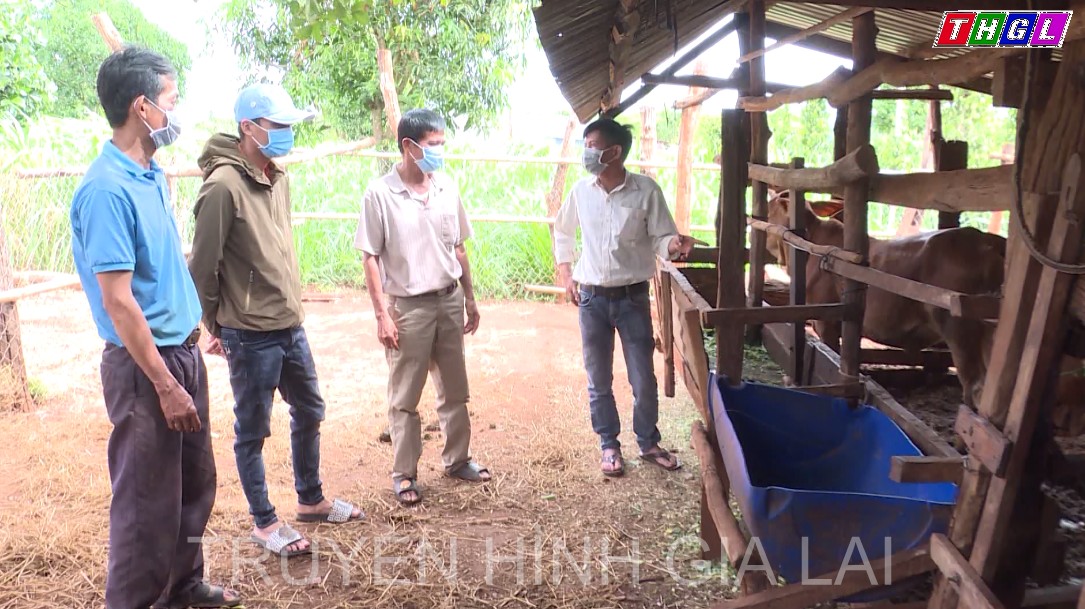 Hiệu quả từ mô hình nuôi bò 3B sinh sản