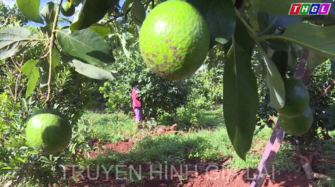 Toàn tỉnh Gia Lai có trên 230.000 ha cây trồng thực hiện liên kết gắn sản xuất với tiêu thụ sản phẩm