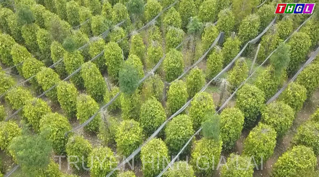 Đak Đoa: Thu hoạch niên vụ hồ tiêu 2021 – 2022 đạt năng suất khá