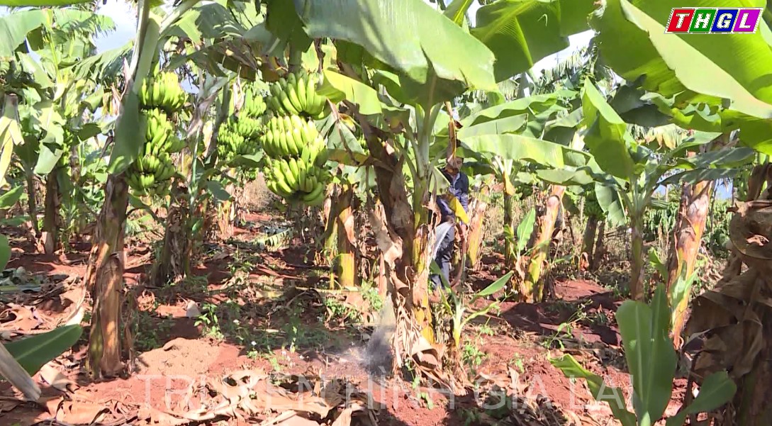 Gia Lai: Tập trung phát triển nông nghiệp bền vững