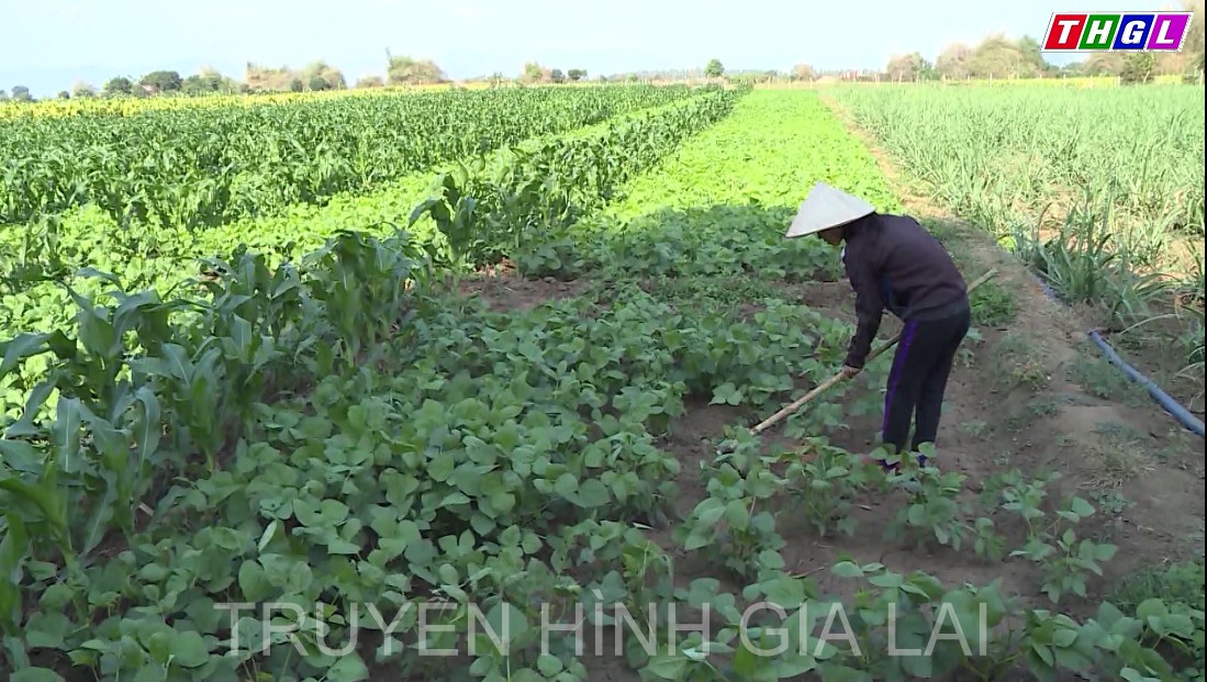 Gia Lai chuyển đổi hơn 580ha đất trồng lúa thường xuyên bị hạn qua các cây trồng khác