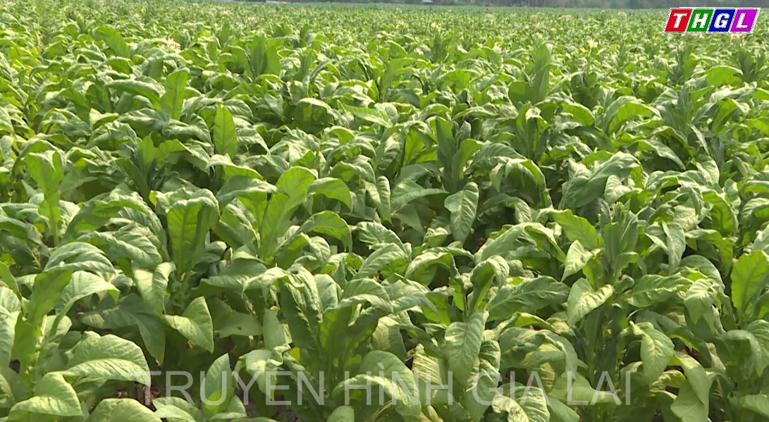 Ia Pa chú trọng chuyển đổi cơ cấu cây trồng