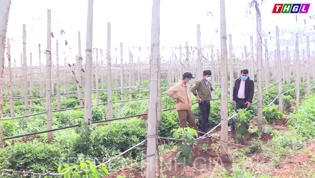Toàn tỉnh Gia Lai hiện có 82 Câu lạc bộ “Nông dân sản xuất, kinh doanh giỏi”