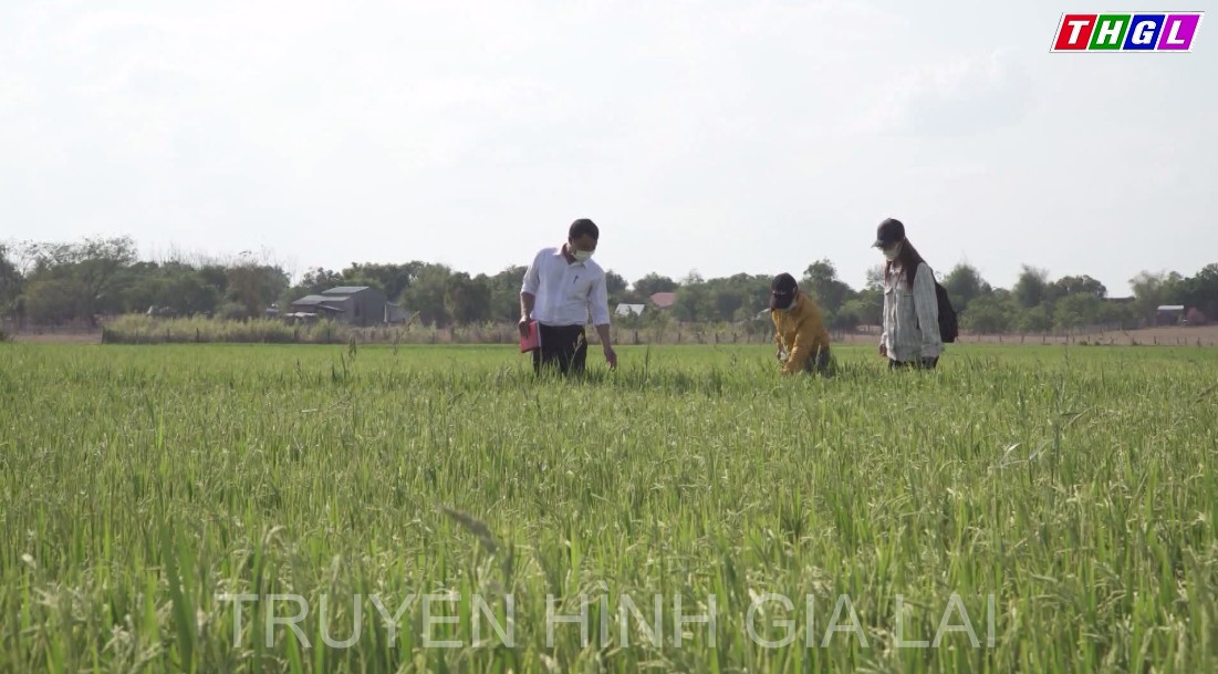 Huyện Chư Prông quan tâm thực hiện xây dựng thương hiệu, nhãn hiệu cho sản phẩm địa phương