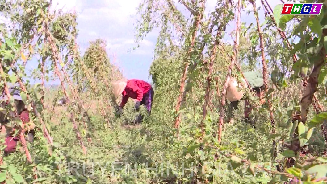 Khoảng 5.200 tỷ đồng để thực hiện Đề án bảo tồn và phát triển cây dược liệu trên địa bàn tỉnh Gia Lai đến năm 2025, định hướng đến năm 2030