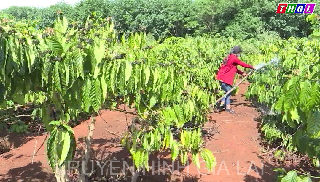 Nhiều giải pháp giảm nghèo bền vững tại huyện Đak Đoa