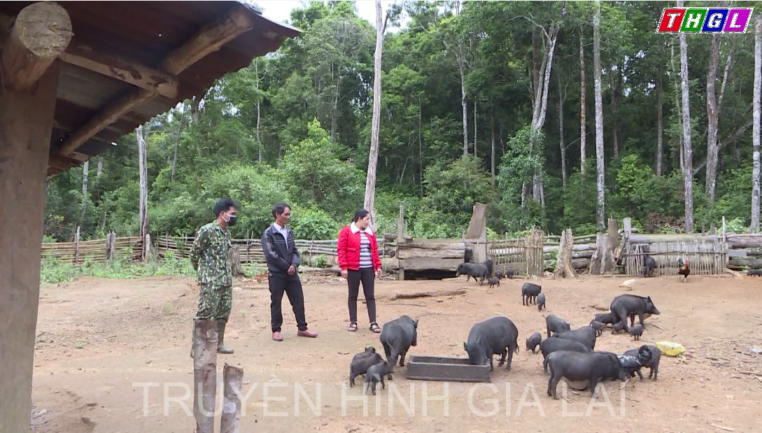 Chuyện nuôi heo đặc sản ở làng Kon Lốc 1