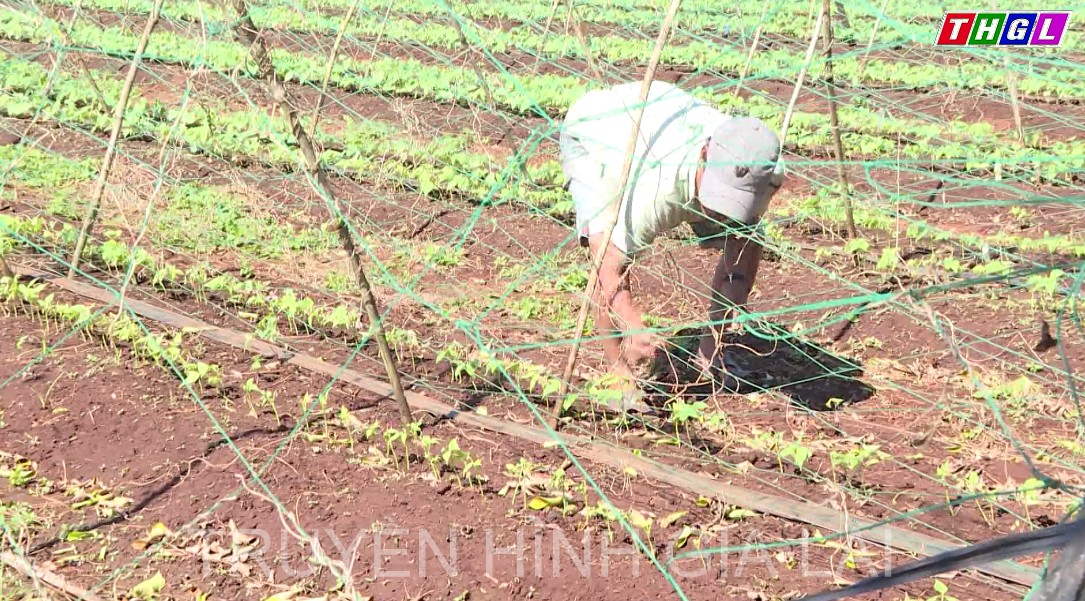 Huyện Đak Đoa hỗ trợ hơn 4,6 tỷ đồng thực hiện 7 dự án phát triển sản xuất liên kết chuỗi giá trị