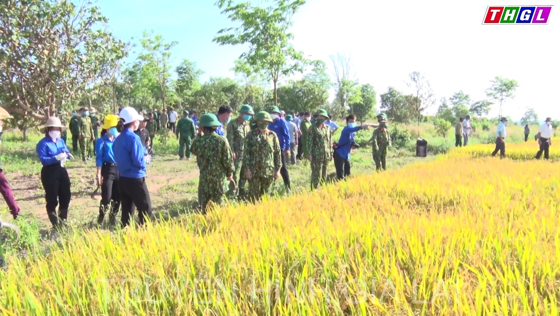 Hiệu quả từ mô hình lúa nước ở Ia Púch