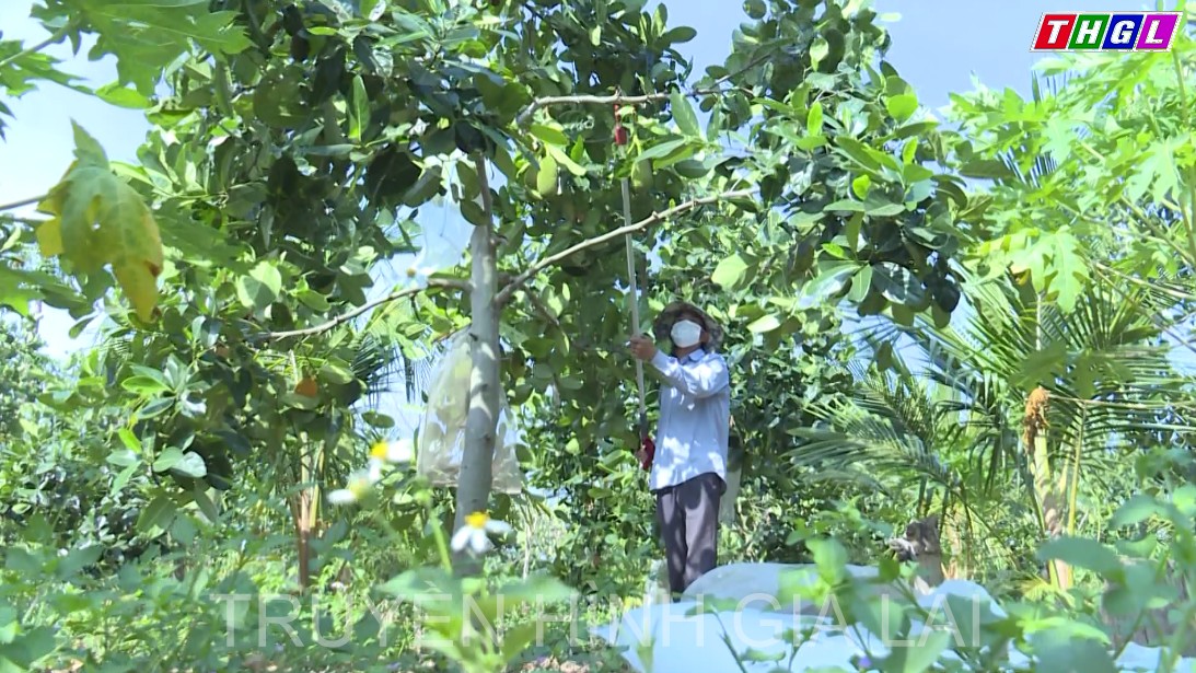 Khởi sắc từ mạnh dạn chuyển đổi cây trồng