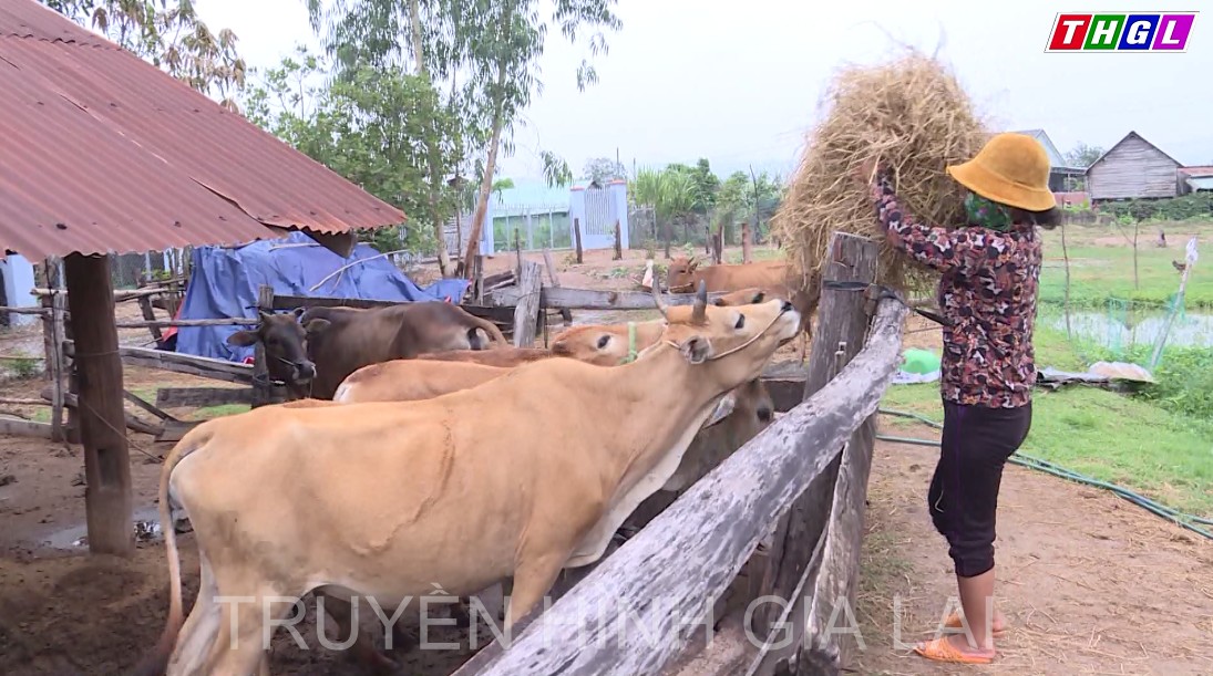 Krông Pa quan tâm, đẩy mạnh công tác giảm nghèo trong vùng dân tộc thiểu số