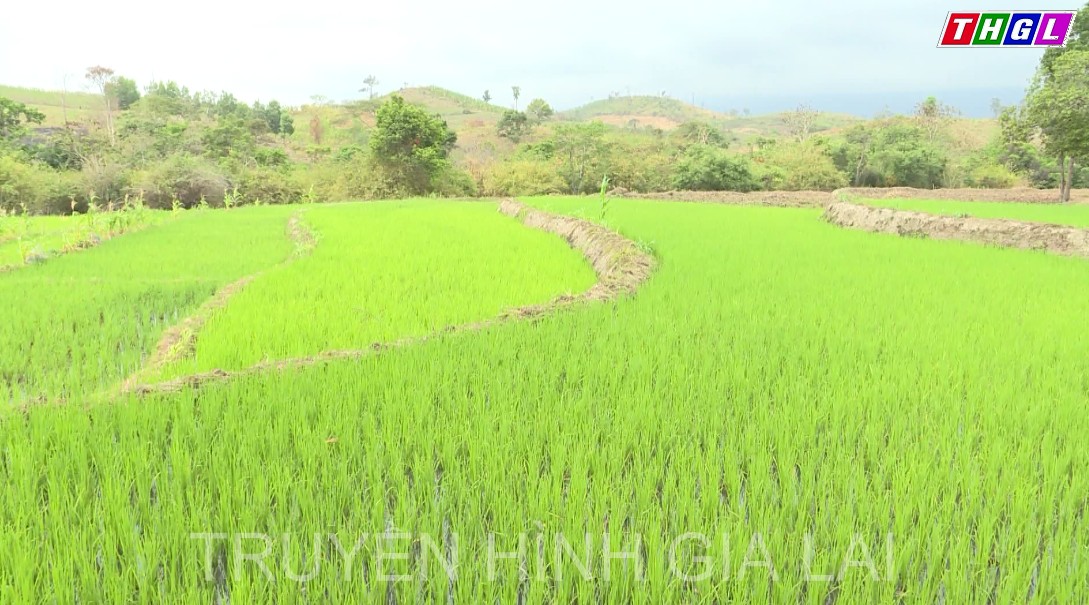 Nông dân Kông Chro kỳ vọng vụ Đông Xuân 2021-2022 đạt năng suất cao.